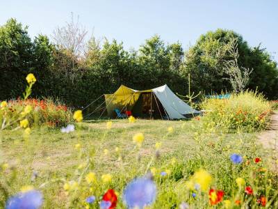 🏕️ Kamperen Groene Veld